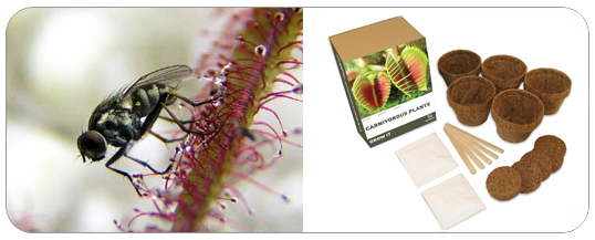 Kit Plantes Carnivores